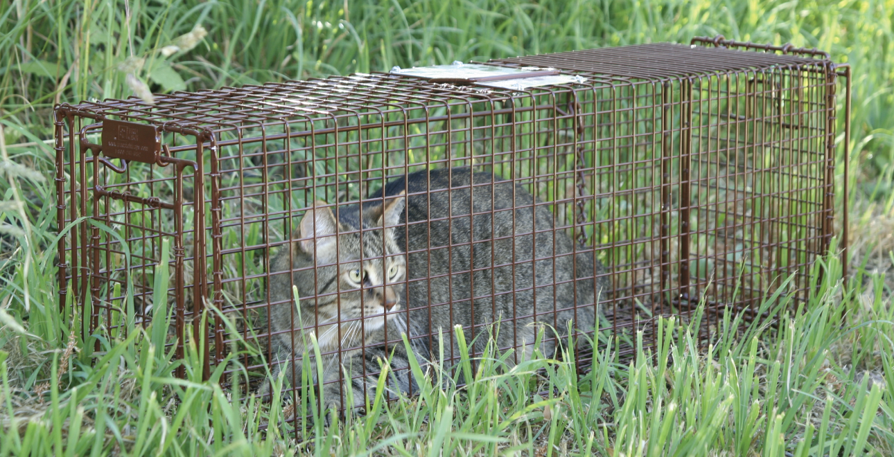 Humane trap used for safely capturing community cats